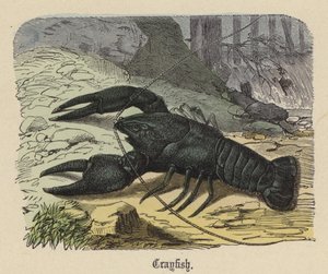 Raki (kolorowe grawerowanie) autorstwa Friedrich Specht
