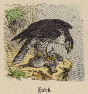 Hawk (kolorowy grawer) autorstwa Friedrich Specht
