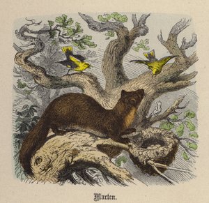 Kuna (kolorowy grawer) autorstwa Friedrich Specht