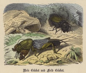 Mole Cricket i Field Cricket (kolorowy grawerunek)