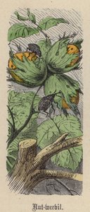 Orzechówka (kolorowy grawerunek) autorstwa Friedrich Specht
