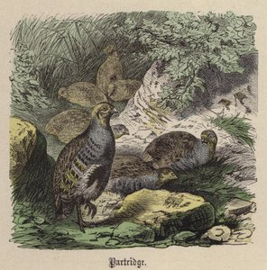 Kuropatwa (kolorowy grawer)