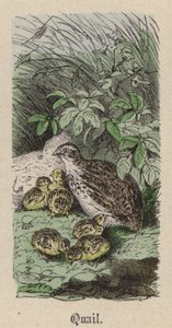 Przepiórka (kolorowy grawerunek) autorstwa Friedrich Specht