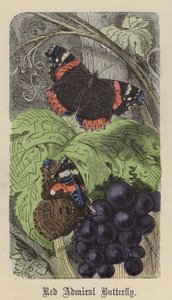 Czerwony motyl admirał (kolorowy grawerunek) autorstwa Friedrich Specht