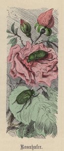 Rosechafer (kolorowy grawer) autorstwa Friedrich Specht