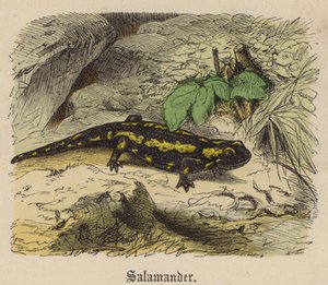 Salamandra (kolorowy grawer) autorstwa Friedrich Specht