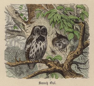 Sowa piszcząca (kolorowy grawerunek) autorstwa Friedrich Specht