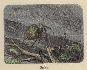 Pająk (kolorowy grawer) autorstwa Friedrich Specht