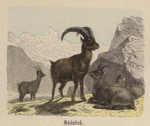 Steinbok (kolorowy grawerunek) autorstwa Friedrich Specht