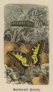 Motyl jaskółczy ogon (kolorowy grawerunek) autorstwa Friedrich Specht