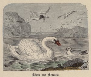 Łabędź i Seamew (kolorowy grawerunek) autorstwa Friedrich Specht