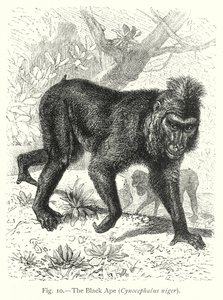 Czarna małpa (Cynocephalus Niger) (rycina)