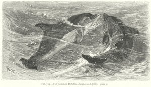 Delfin zwyczajny (Delphinus Delphis) (rycina) autorstwa Friedrich Specht