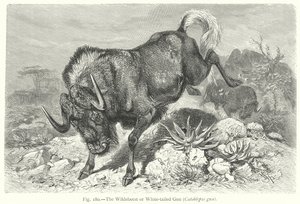 Gnu białogrzbiety (Catoblepas Gnu) (rycina)