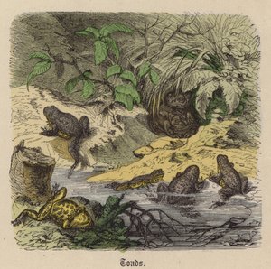 Ropuchy (kolorowy grawer) autorstwa Friedrich Specht