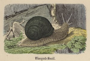 Vineyard-Snail (kolorowy grawer) autorstwa Friedrich Specht