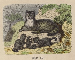 Dziki kot (kolorowy grawerunek) autorstwa Friedrich Specht