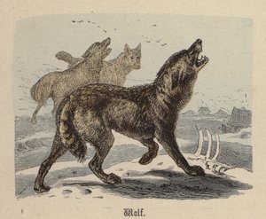 Wilk (kolorowy grawerunek)