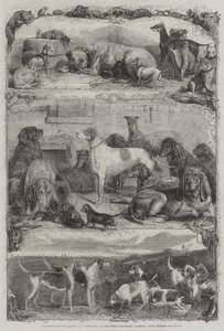 Wystawa Psów Sportowych i Innych w Repozytorium Koni, Holborn, Prize Animals