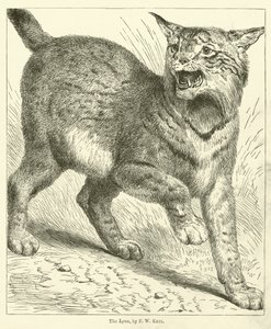Ryś (rycina)