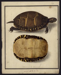 Chrysemys picta, przed 1792 autorstwa Friedrich Wilhelm Wunder