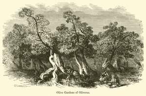 Ogrody Oliwne w Oliveras