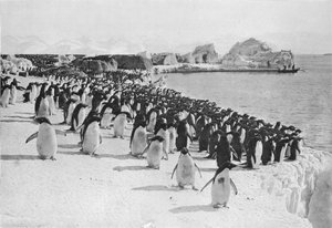 Promenada Pingwinów, c1911, 1913.