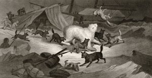 Polowanie na niedźwiedzia, rycina autorstwa J.C. McRea, z "Arctic Explorations in the Years 1853, 54, 55", tom I, autorstwa doktora Elishy Kenta Kane