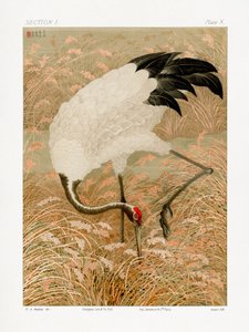 Żuraw sarus na polu ryżowym autorstwa G.a. Audsley