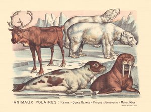 Strona 14: Zwierzęta polarne: renifery, niedźwiedzie polarne, foka harfa, samiec morsa autorstwa Gabriel Gostiaux