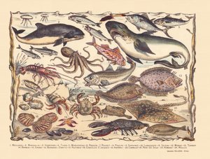 Strona 16: Meduza, morświn, śledź, tuńczyk, makrela, rekin, barwena, ośmiornica, sardynki, homar, mątwa, dorsz, turbot, broda, krab, pustelnik Bernard, ostrygi, przegrzebki, asteria, dachówka, płaszczka, sola, homar, małże autorstwa Gabriel Gostiaux