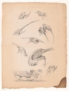 Jedenaście chińskich ptaków, w tym kaczki i conures Różne chińskie ptaki (tytuł serii) Livre des differentes éspeces d