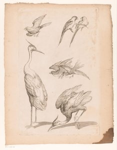 Siedem chińskich ptaków, w tym czaple i Conures Różne chińskie ptaki (tytuł serii) Livre des differentes éspeces d