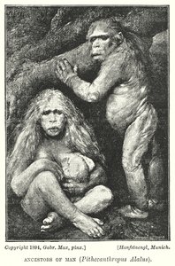 Przodkowie człowieka, Pithecanthropus Alalus (lito)