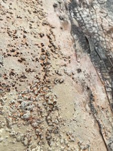  autorstwa Gabriela Aleksandra Szuba