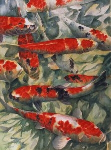 karp koi