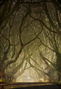 Zaczarowany tunel z drzew autorstwa Gary McParland