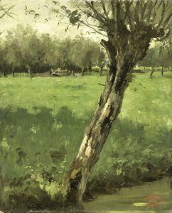 Wierzba