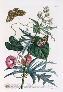 1. Abutilon, 2. Powój, c. 1748 ręcznie kolorowane grawerowanie. autorstwa "Georg Dionysius Ehret