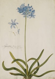 Agapant, autorstwa Georg Dionysius Ehret