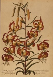 Amerykańska lilia turkusowa z „Plant Selected” autorstwa Georg Dionysius Ehret
