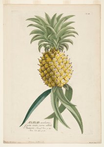 Ananas sativus, ananas, ok. 1740-1770. autorstwa Georg Dionysius Ehret