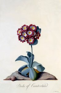 Auricula książę Cumberland ok. 1743 ręcznie kolorowane grawerowanie. autorstwa "Georg Dionysius Ehret