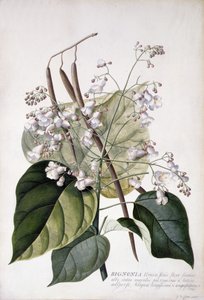 Bignonia (ołówek, akwarela i bodycolor na welinie) autorstwa Georg Dionysius Ehret