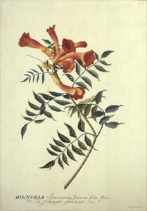 Bignonia americana, akwarela autorstwa Georg Dionysius Ehret