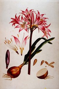 Talerz botaniczny z „Plantae Selectae” (1750-73) (opracowany również przez Christopha Jacoba Trewa) autorstwa Georg Dionysius Ehret