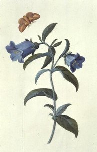 Dzwon Canterbury (dzwonek) autorstwa Georg Dionysius Ehret