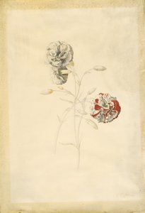 Goździki autorstwa Georg Dionysius Ehret