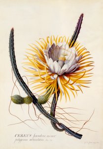 Cereus Królowa Nocy, c. 1744 ręcznie kolorowane grawerowanie. autorstwa "Georg Dionysius Ehret