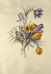 Krokus autorstwa Georg Dionysius Ehret